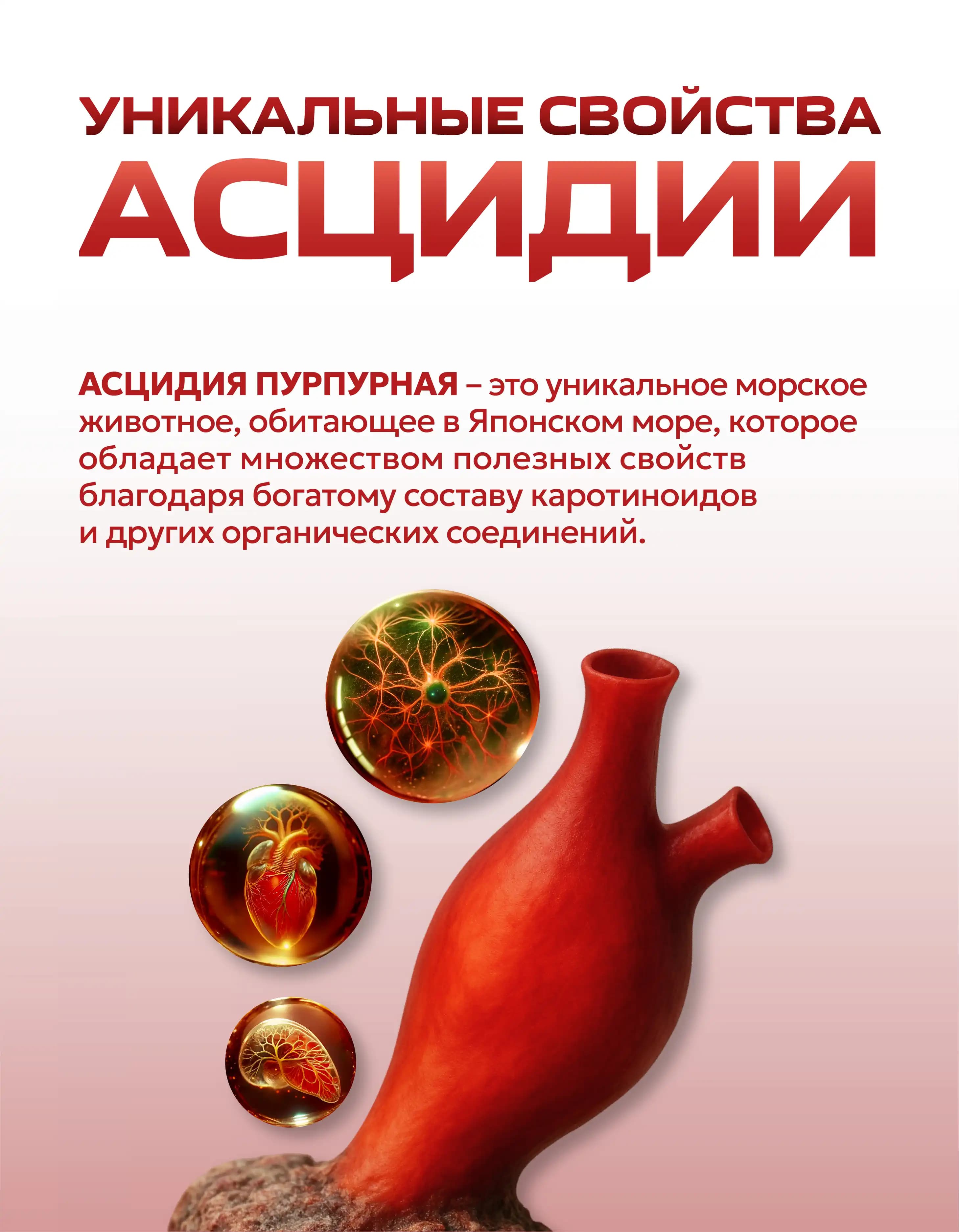 Асцидия, изображение 2