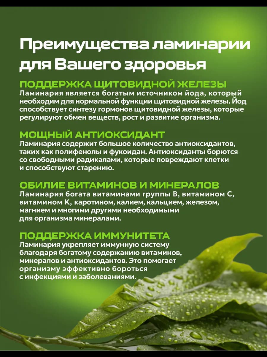 Ламинария, изображение 2